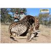 Image 1 : South African Safari for 2 Hunters with Ubathi - Includes Trophy fee for 1 giraffe for each hunter!