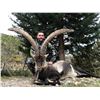 Image 4 : SPAIN: 4 DAY/3 NIGHT BECEITE IBEX HUNT FOR 1 HUNTER