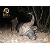 Image 8 : Unico Safaris - South African Safari for two hunters