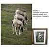 Image 2 : Set of 3 Cassiar Mountain Range Stone Sheep framed prints
