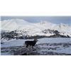 Image 2 : Stone Sheep Tracking Collar – Williston Health Assessment Project