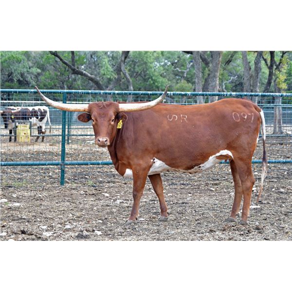 SR 007's Lucky Darlene 097