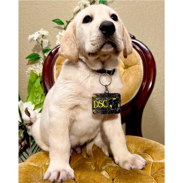 Labrador Retriever Puppy - Yellow