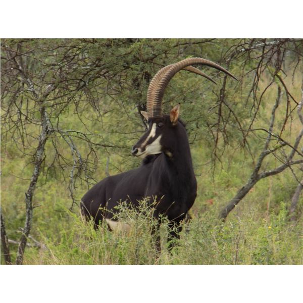 7 Day Sable Bull Hunt in South Africa