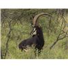 Image 1 : 7 Day Sable Bull Hunt in South Africa