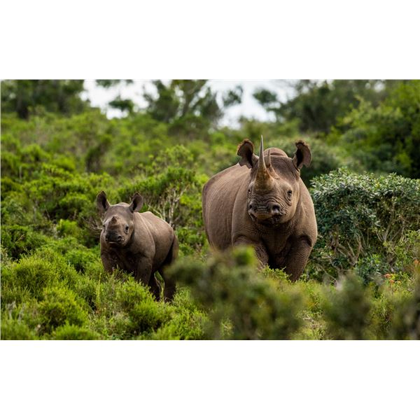 Female Black Rhino Custodianship, Black Rhino Translocation Participation & Cape Buffalo Hunt