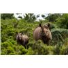 Image 1 : Female Black Rhino Custodianship, Black Rhino Translocation Participation & Cape Buffalo Hunt