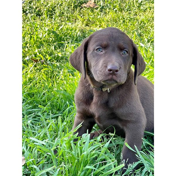 Labrador Retriever Puppy - Chocolate