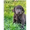 Image 1 : Labrador Retriever Puppy - Chocolate