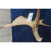 Image 2 : Moosehorn with Carved Art of Eagle 18"×24"