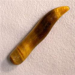 10 CTS TIGER EYE HORN 33x6 MM - HALF DRILLED