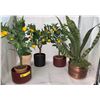 Image 1 : 6 Assorted artificial Plants & Lemon Trees