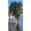 Image 1 : Decorative Lilac Tree (Fake)
