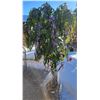 Image 2 : Decorative Lilac Tree (Fake)