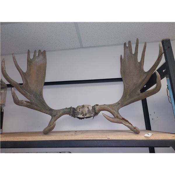 LARGE SET MOOSE ANTLERS