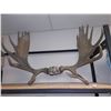 Image 1 : LARGE SET MOOSE ANTLERS