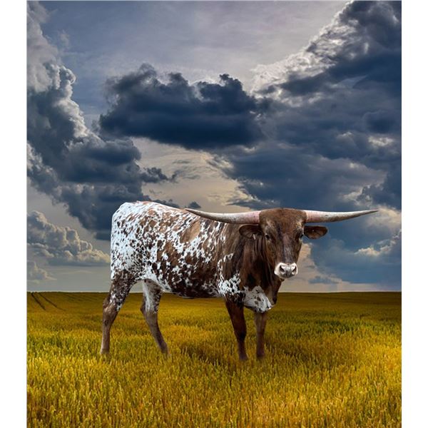 M7 HIGHER ROWDY GIRL