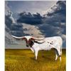 Image 1 : ALL DAISY CDC