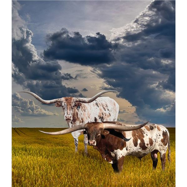 SCRATCH - M.C. Hangin' Tuff x Tibby Free Heifer Calf