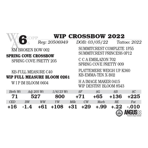 WIP CROSSBOW 2022