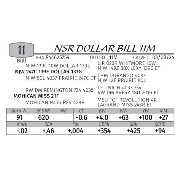 NSR DOLLAR BILL 11M