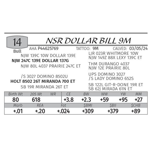 NSR DOLLAR BILL 9M