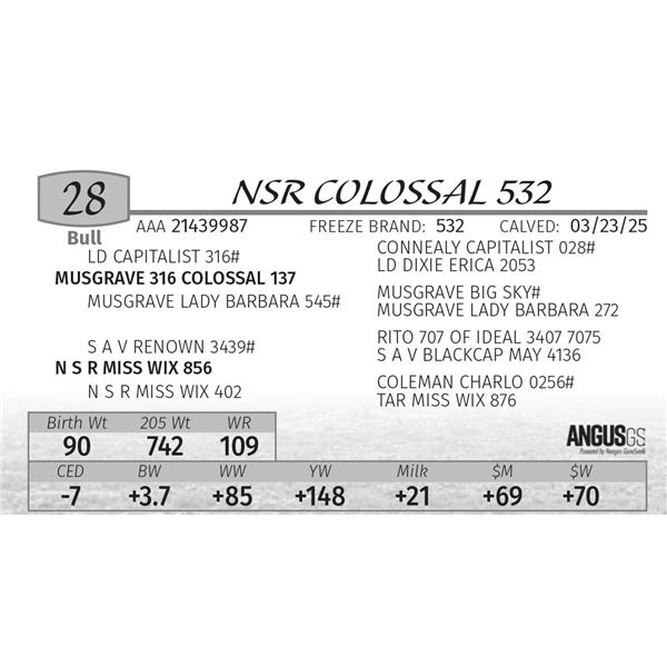 NSR COLOSSAL 532