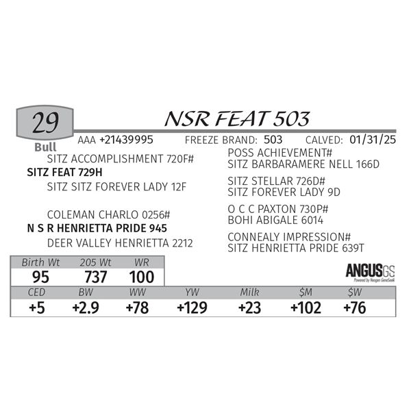 NSR FEAT 503