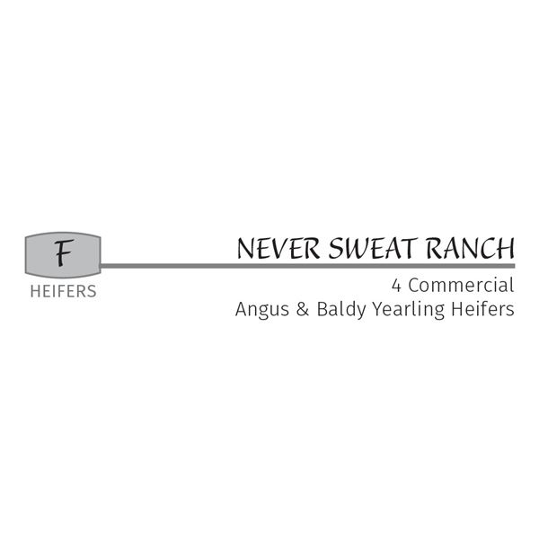 4HD - Commercial Angus & Baldy Yearling Heifers