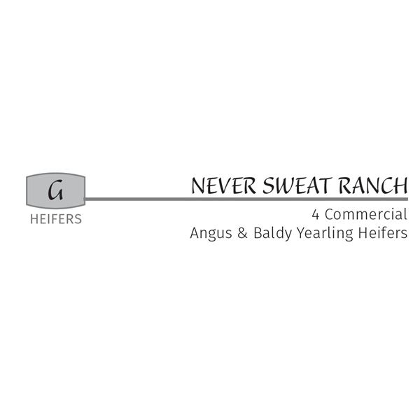 4HD - Commercial Angus & Baldy Yearling Heifers
