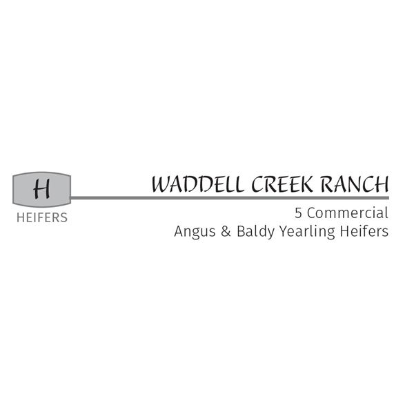 5HD - Commercial Angus & Baldy Yearling Heifers