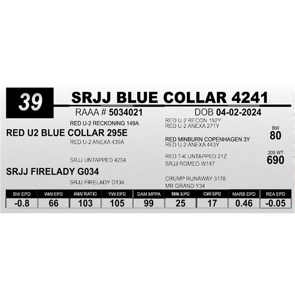 SRJJ BLUE COLLAR 4241