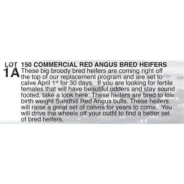 150 COMMERCIAL RED ANGUS BRED HEIFERS
