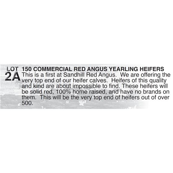 150 COMMERCIAL RED ANGUS YEARLING HEIFERS