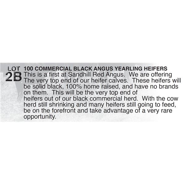 100 COMMERCIAL BLACK ANGUS YEARLING HEIFERS