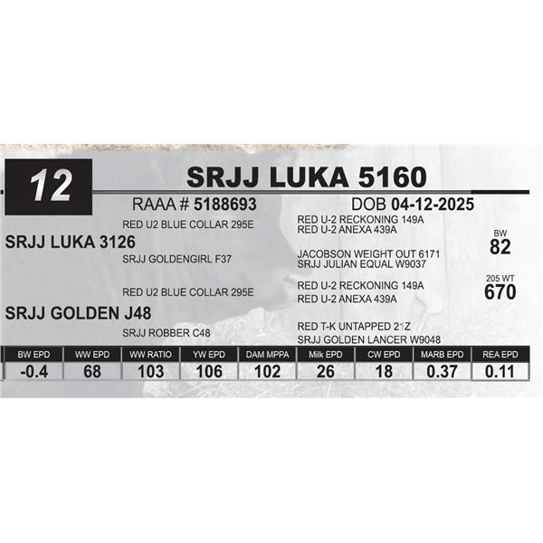 SRJJ LUKA 5160