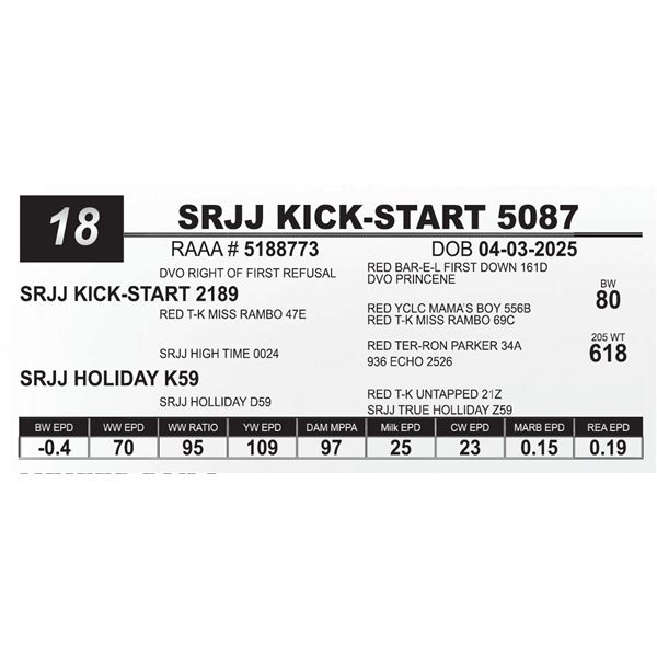 SRJJ KICK-START 5087