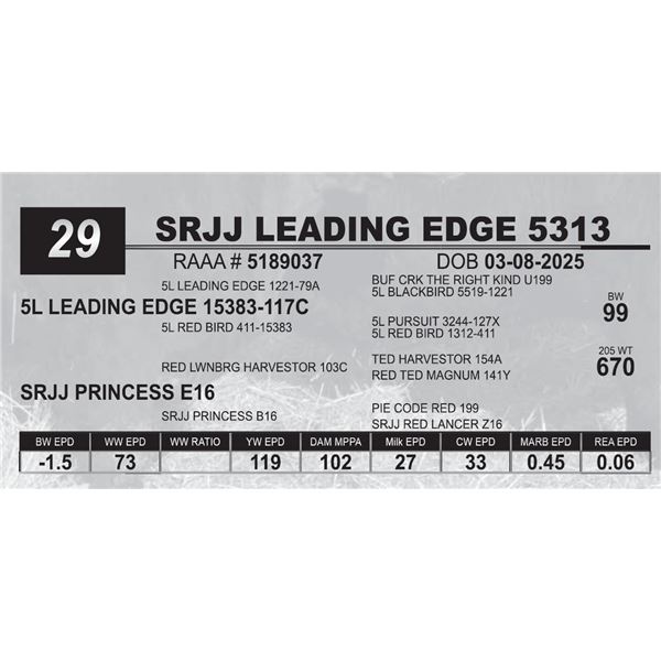 SRJJ LEADING EDGE 5313