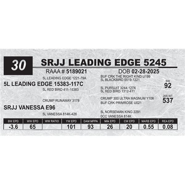 SRJJ LEADING EDGE 5245
