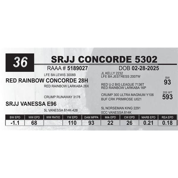 SRJJ CONCORDE 5302