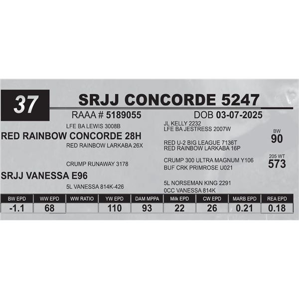 SRJJ CONCORDE 5247