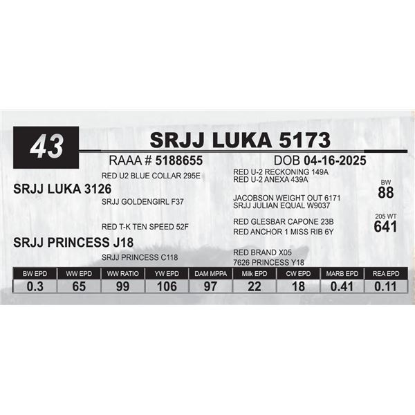 SRJJ LUKA 5173