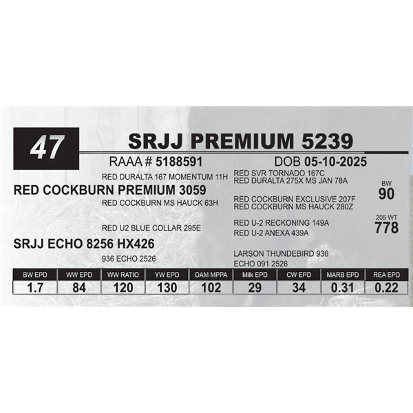 SRJJ PREMIUM 5239