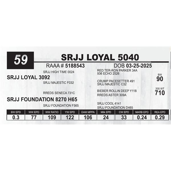 SRJJ LOYAL 5040