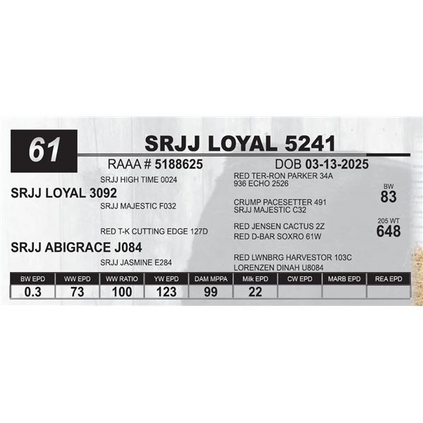 SRJJ LOYAL 5241