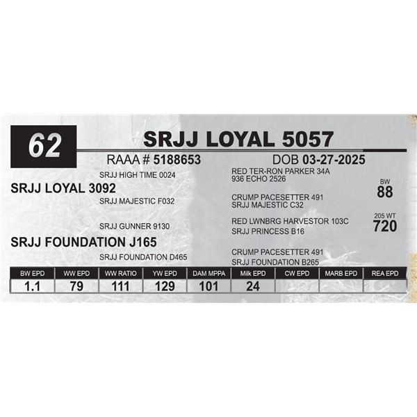SRJJ LOYAL 5057