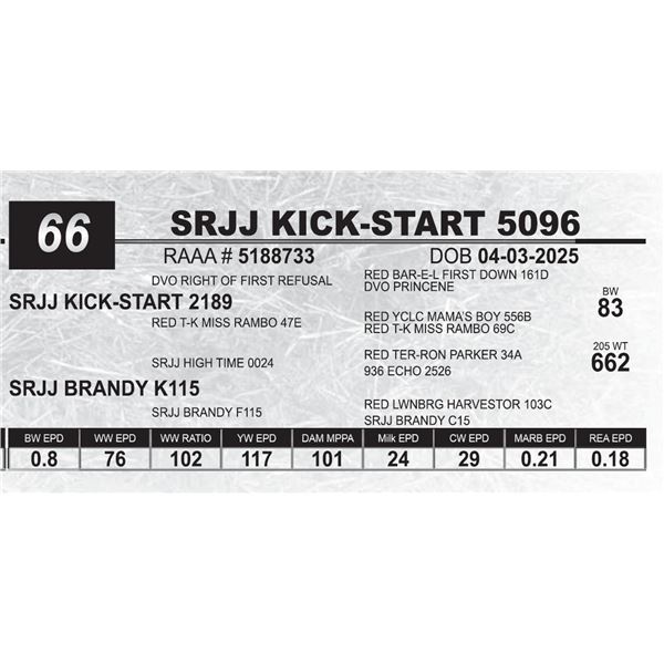 SRJJ KICK-START 5096