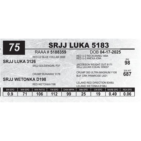 SRJJ LUKA 5183