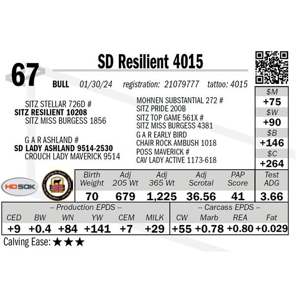 SD Resilient 4015