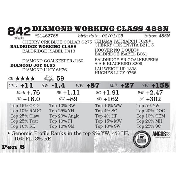 Diamond Working Class 488N